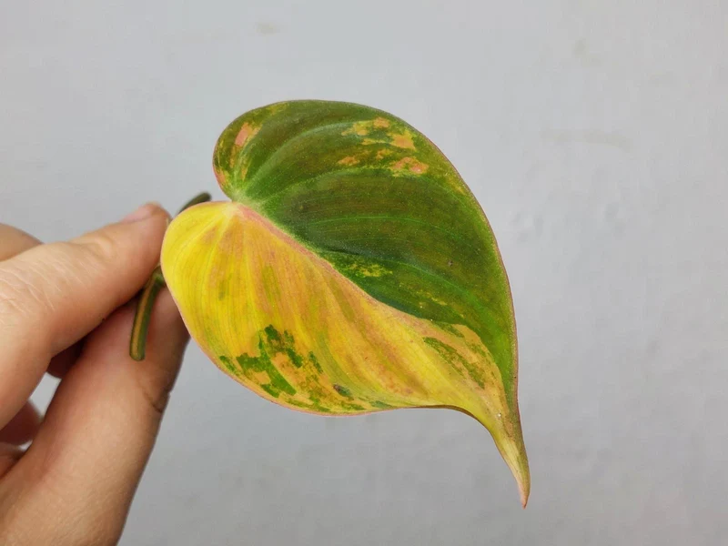 Philodendron Micans Aurea Steckling
