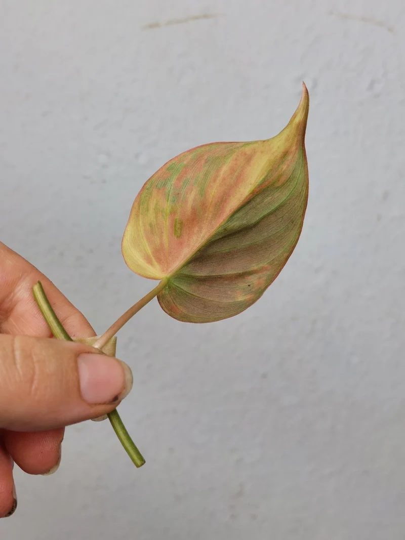 Philodendron Micans Aurea Steckling
