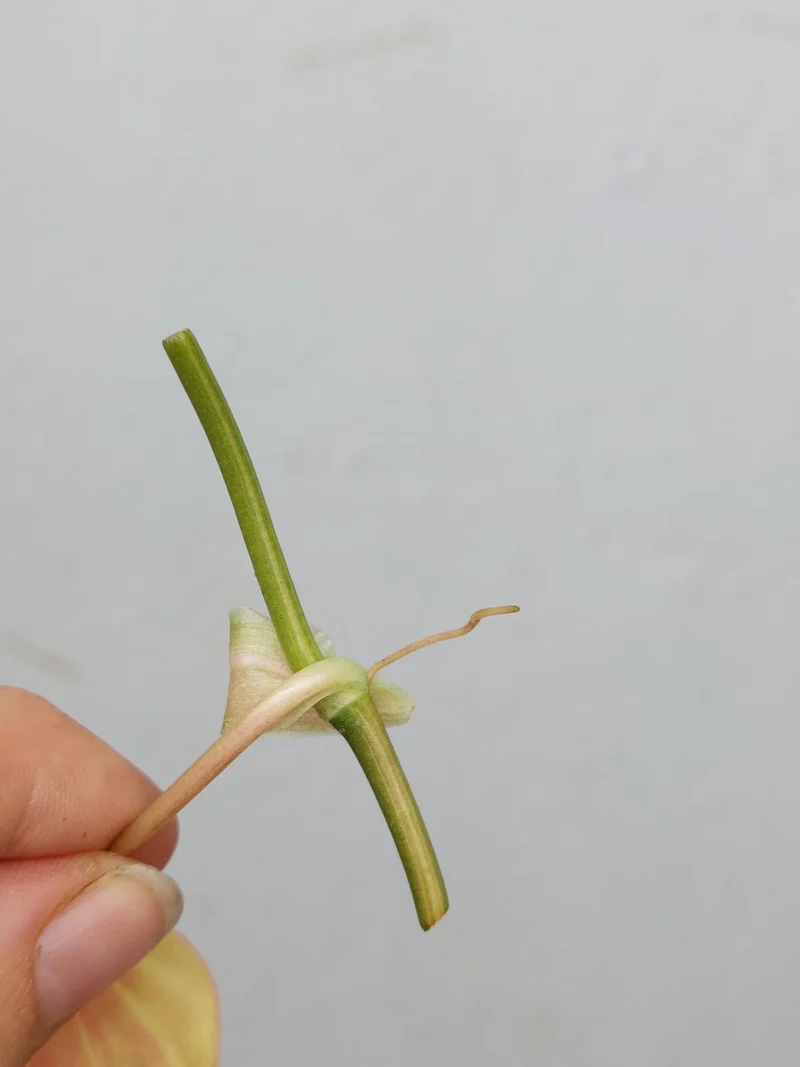 Philodendron Micans Aurea Steckling