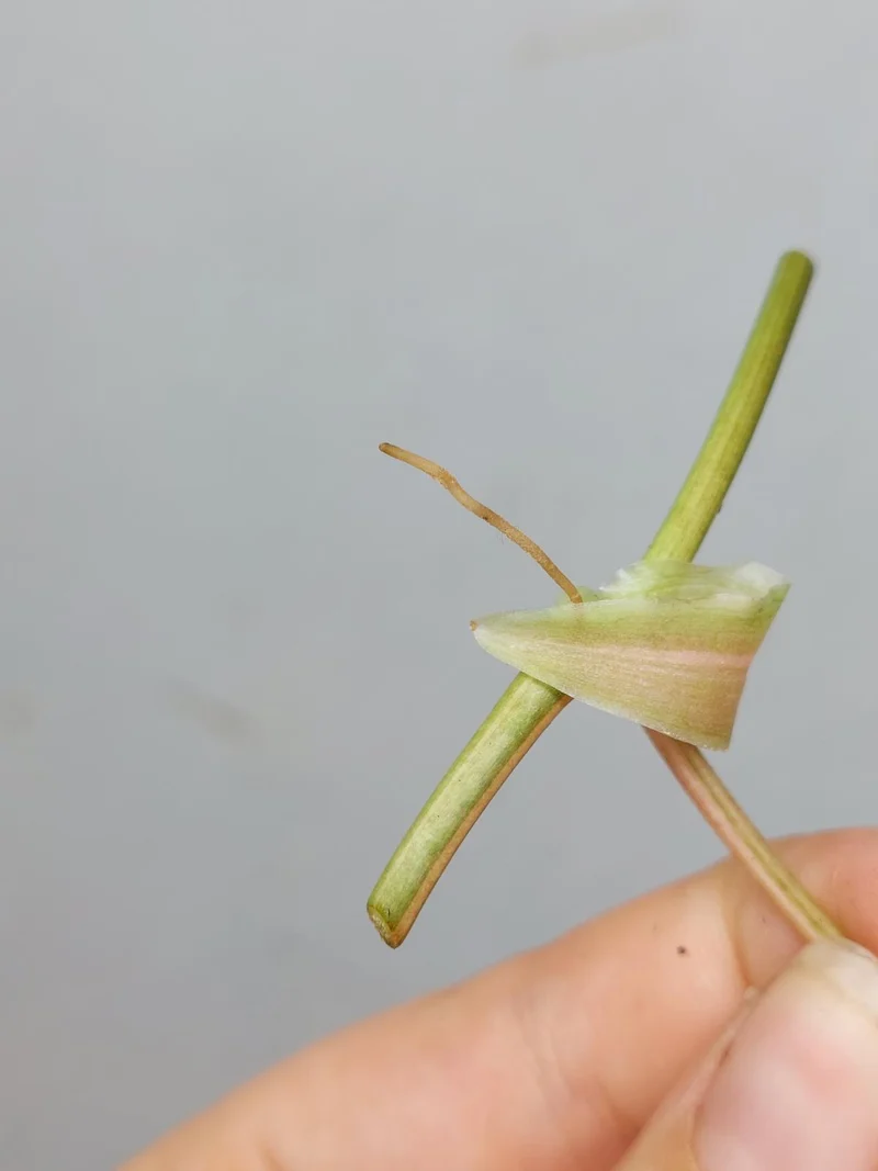 Philodendron Micans Aurea Steckling