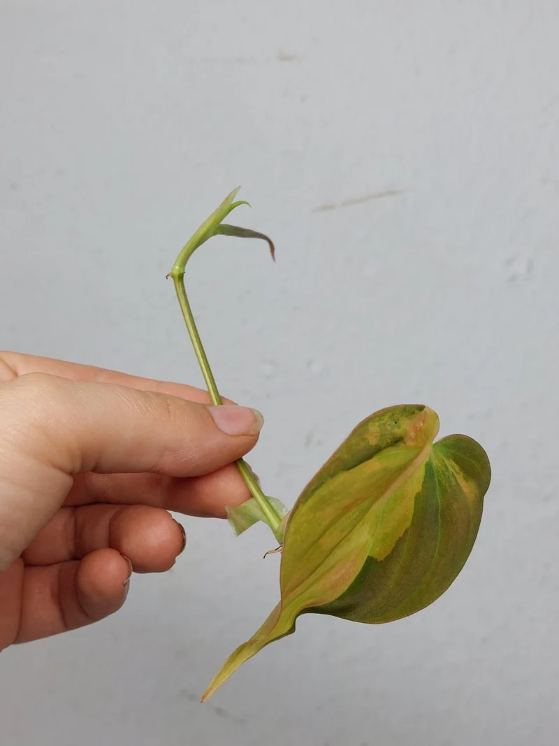 Philodendron Micans Aurea Steckling