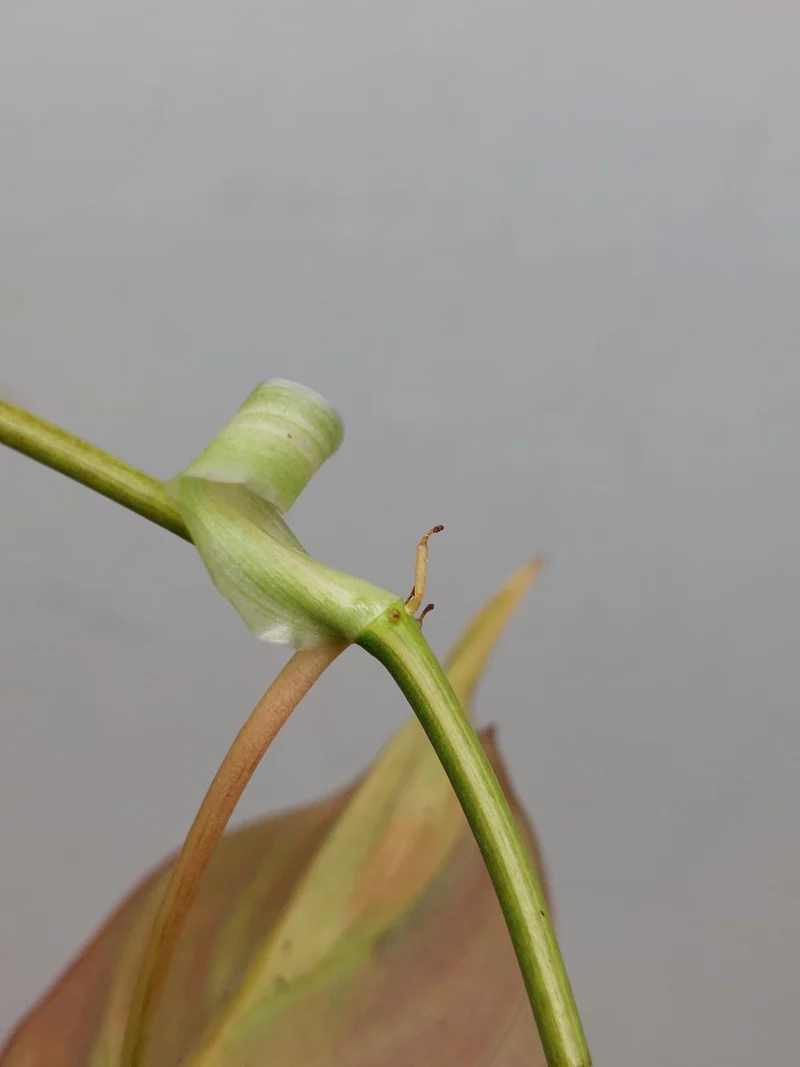 Philodendron Micans Aurea Steckling
