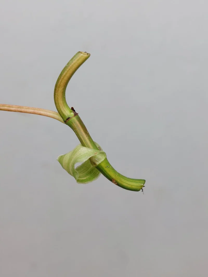 Philodendron Micans Aurea Steckling