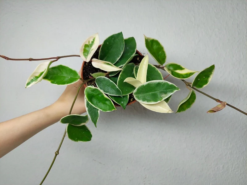 Hoya Carnosa Krimson Queen