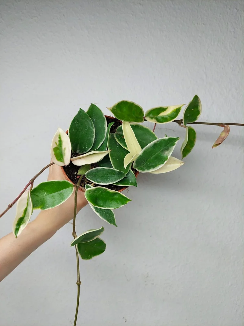 Hoya Carnosa Krimson Queen