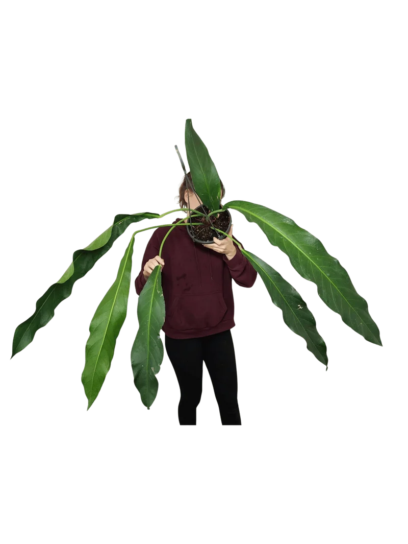 Anthurium Big Bill