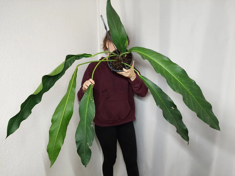 Anthurium Big Bill
