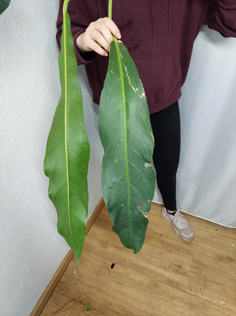 Anthurium Big Bill