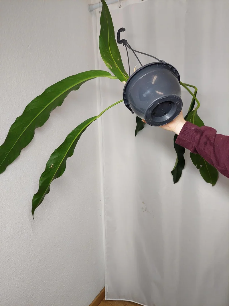 Anthurium Big Bill