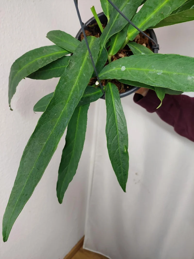 Anthurium Big Bill