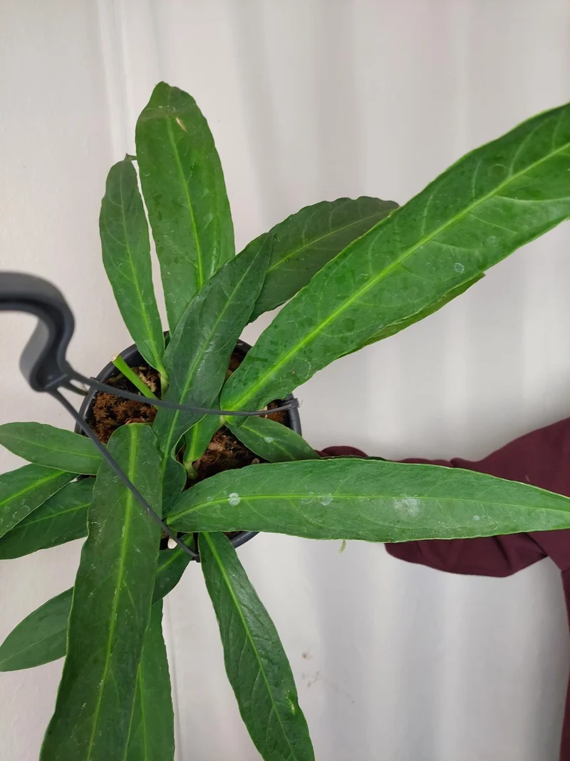 Anthurium Big Bill