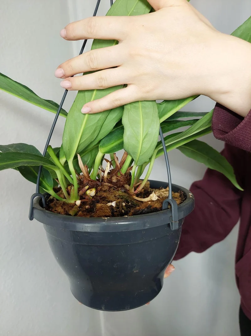Anthurium Big Bill