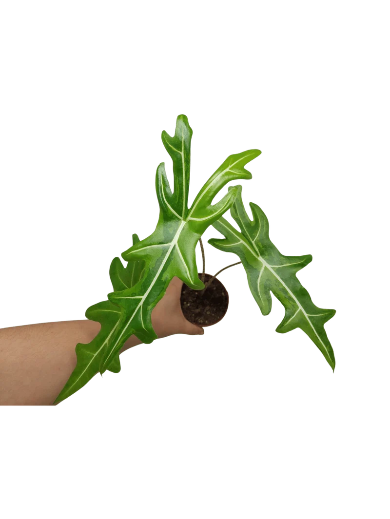 Alocasia Portei Aurea