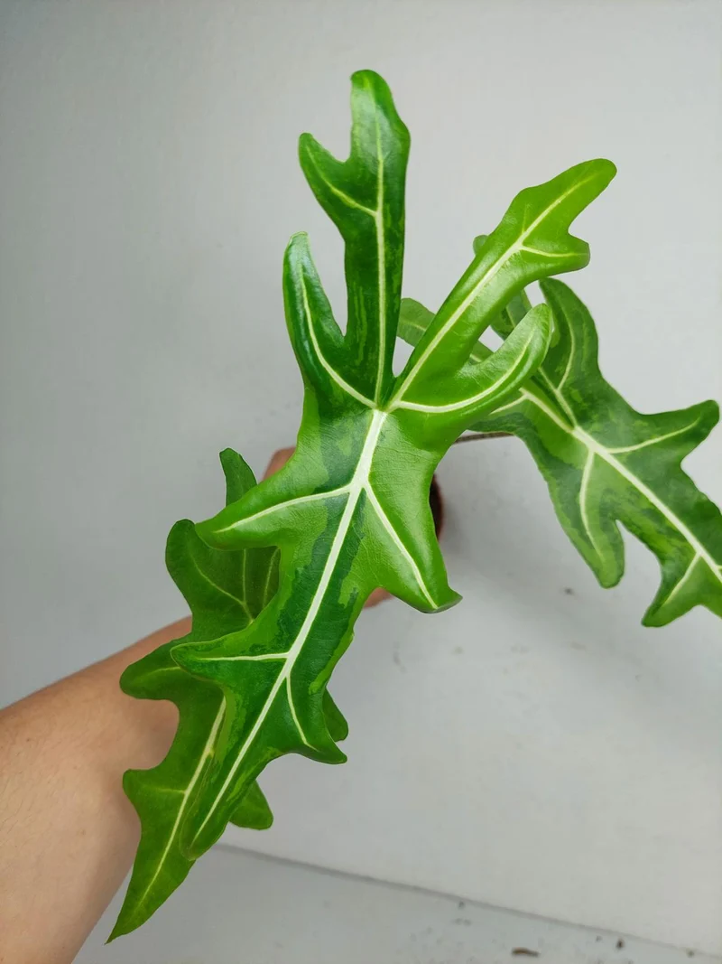 Alocasia Portei Aurea