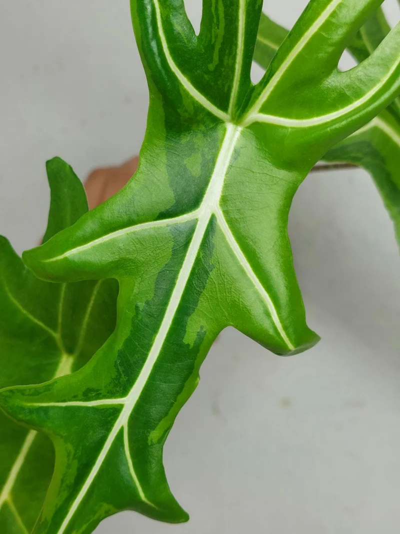 Alocasia Portei Aurea