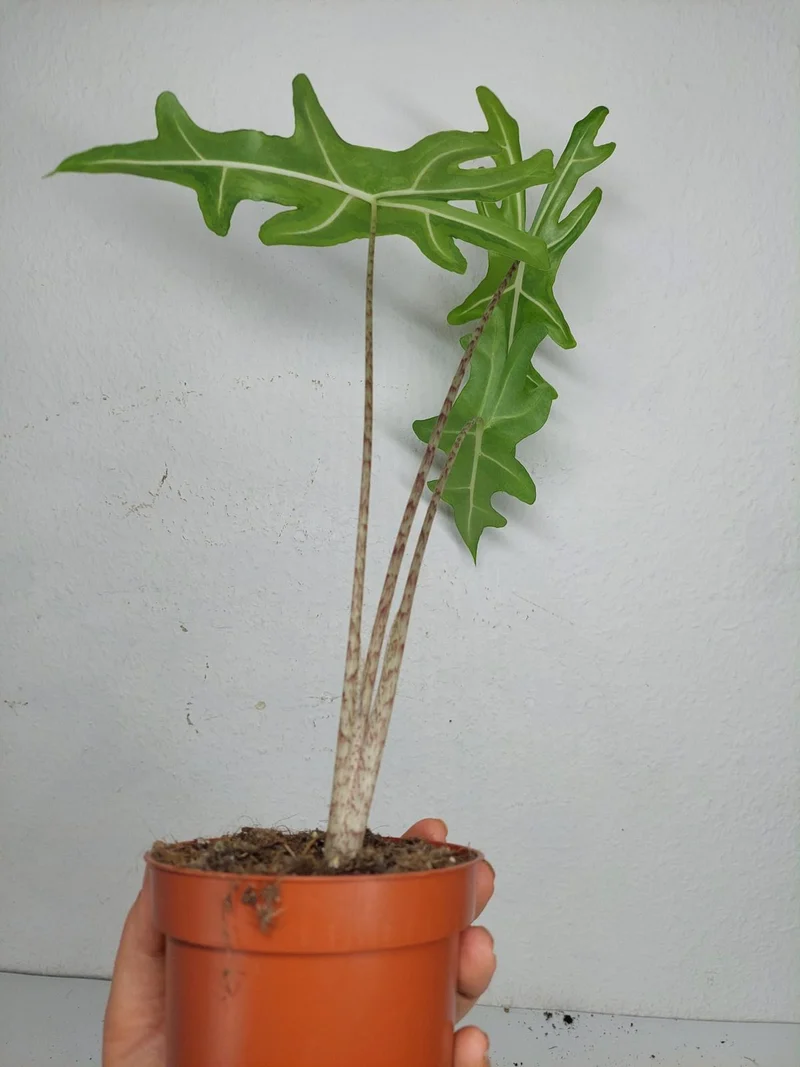 Alocasia Portei Aurea