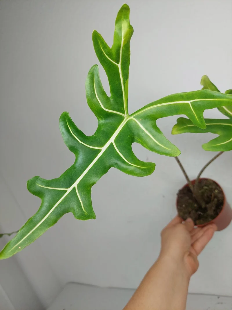Alocasia Portei Aurea