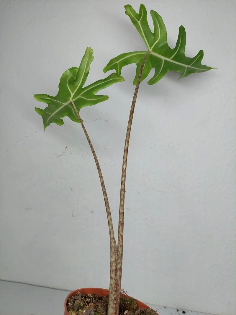 Alocasia Portei Aurea