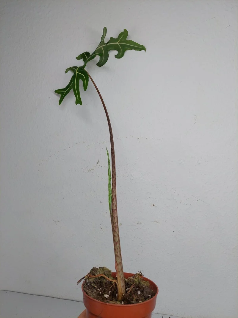 Alocasia Portei Aurea