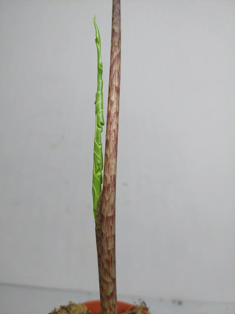 Alocasia Portei Aurea