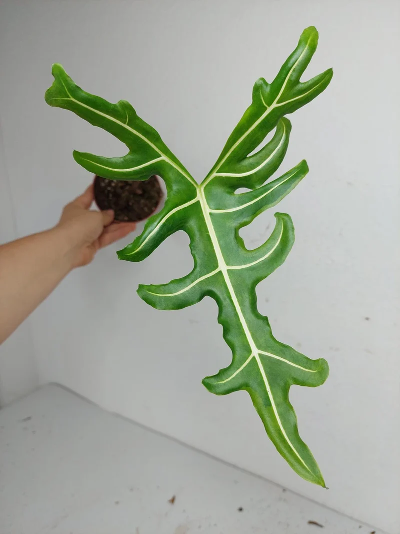 Alocasia Portei Aurea