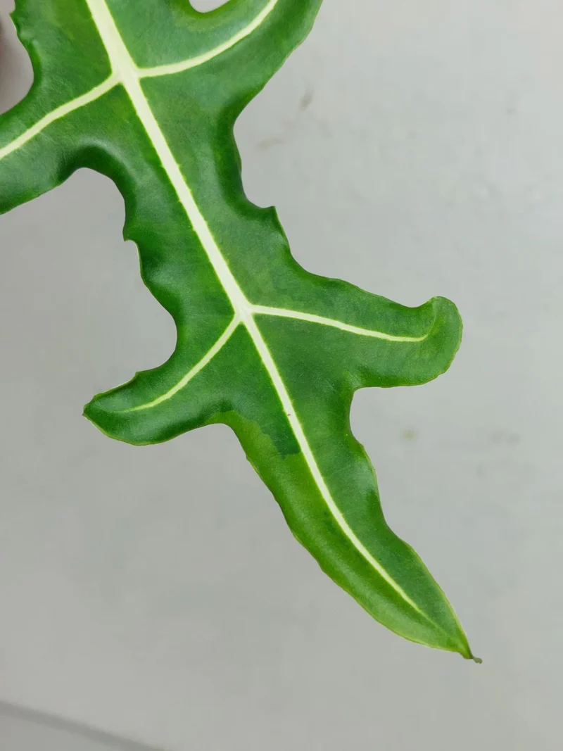 Alocasia Portei Aurea