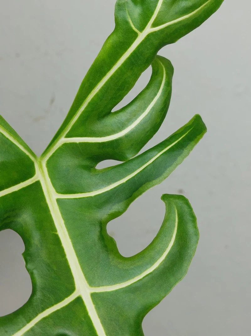 Alocasia Portei Aurea