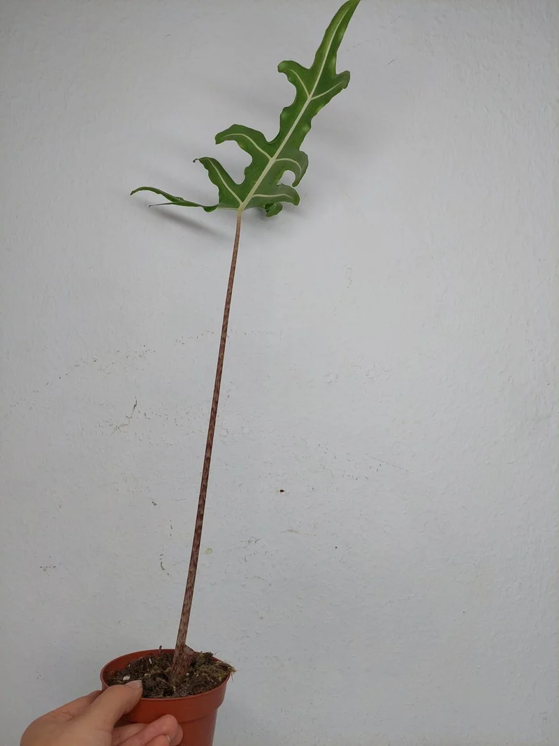 Alocasia Portei Aurea