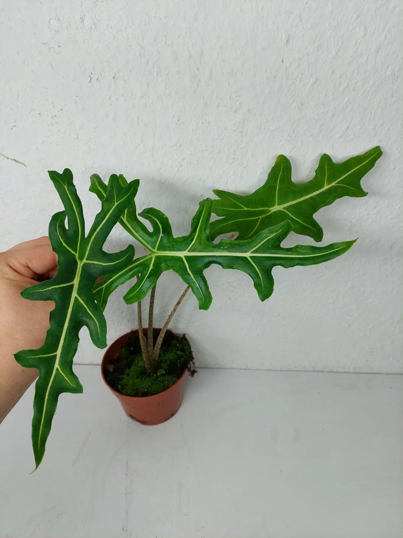 Alocasia Portei Aurea