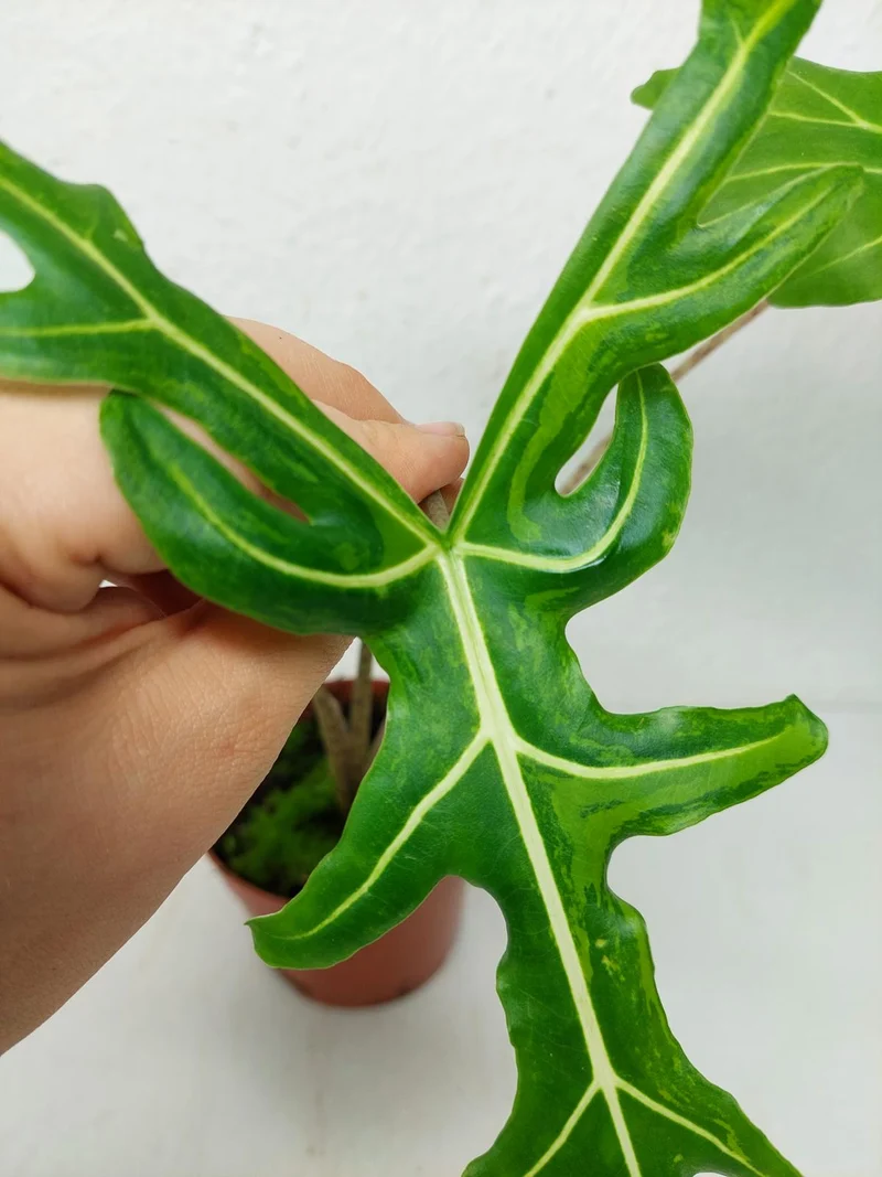 Alocasia Portei Aurea