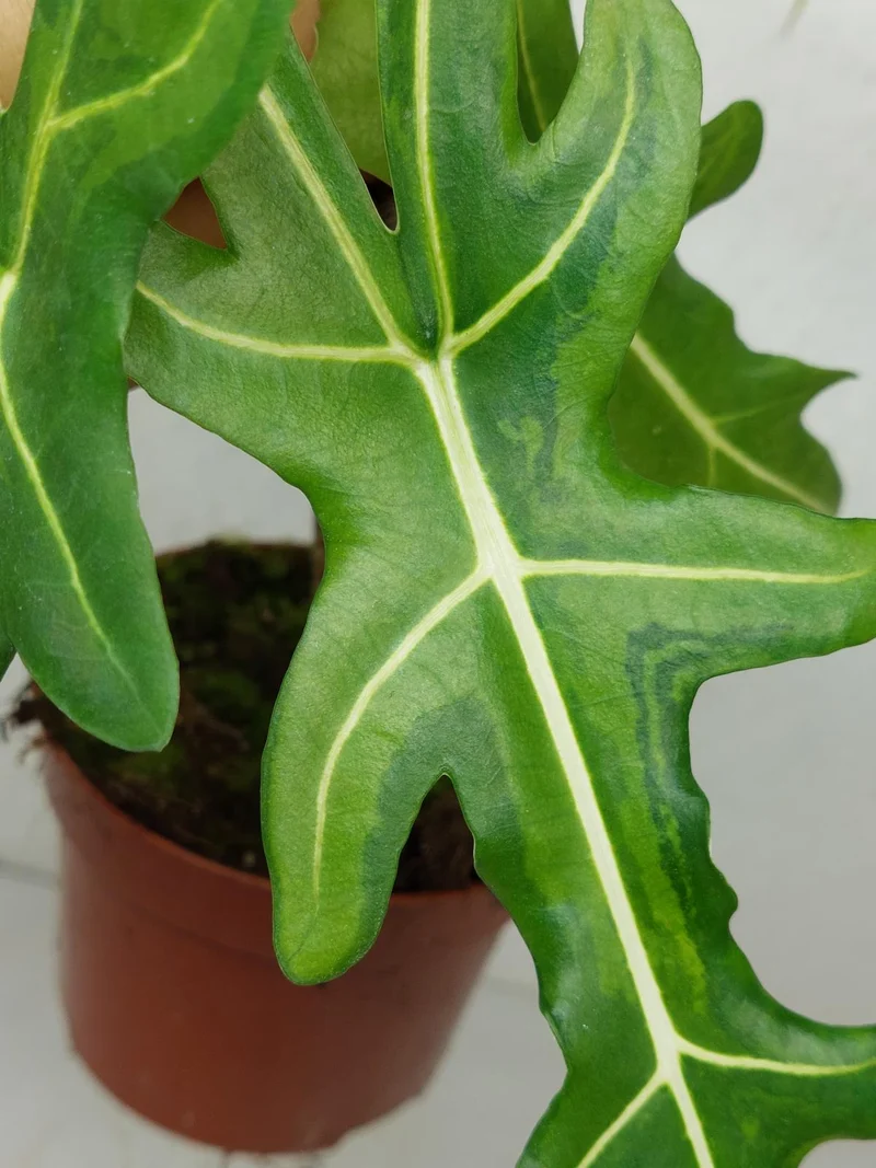 Alocasia Portei Aurea