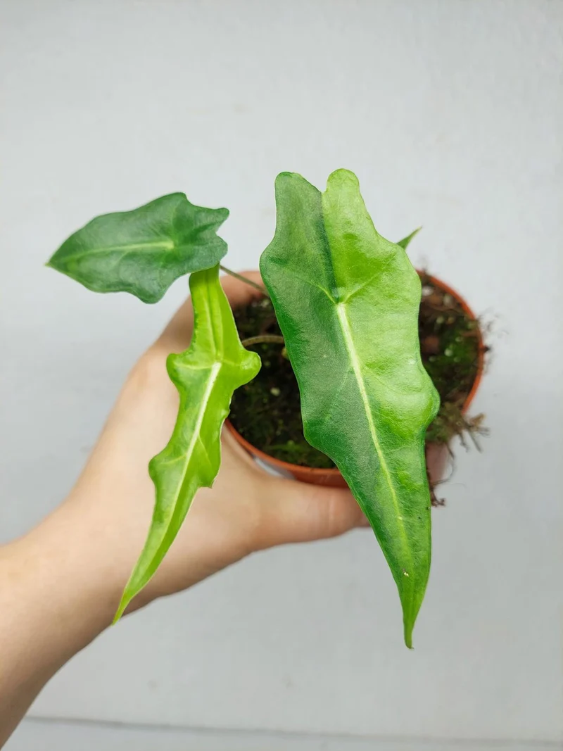 Alocasia Portei Aurea