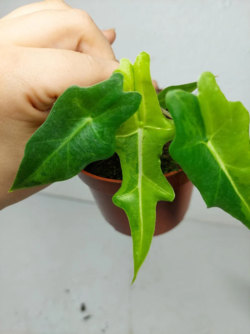 Alocasia Portei Aurea