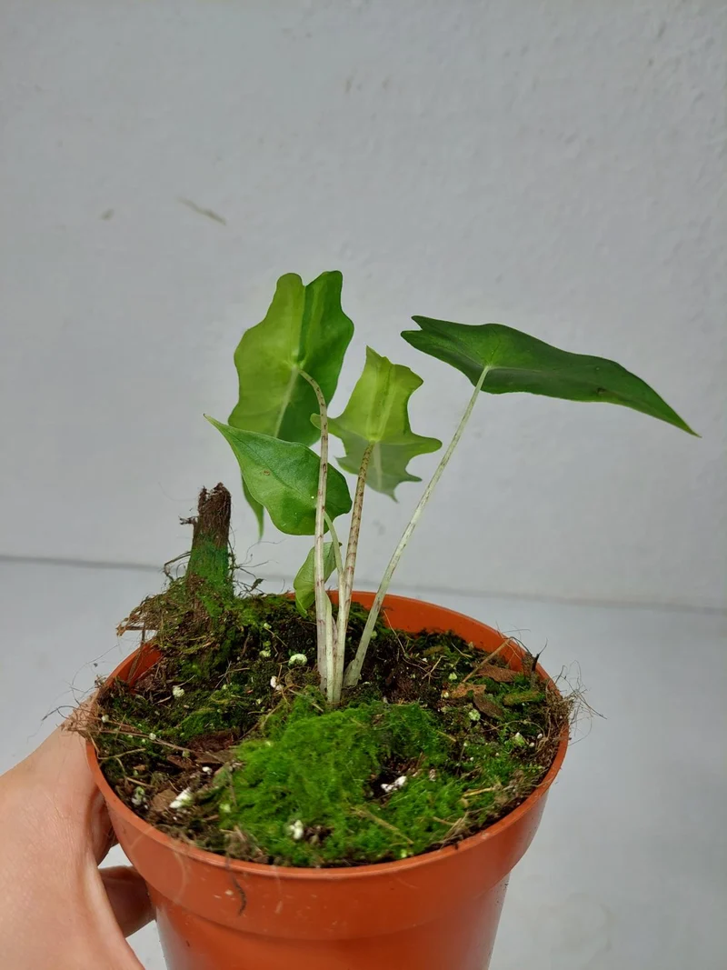 Alocasia Portei Aurea