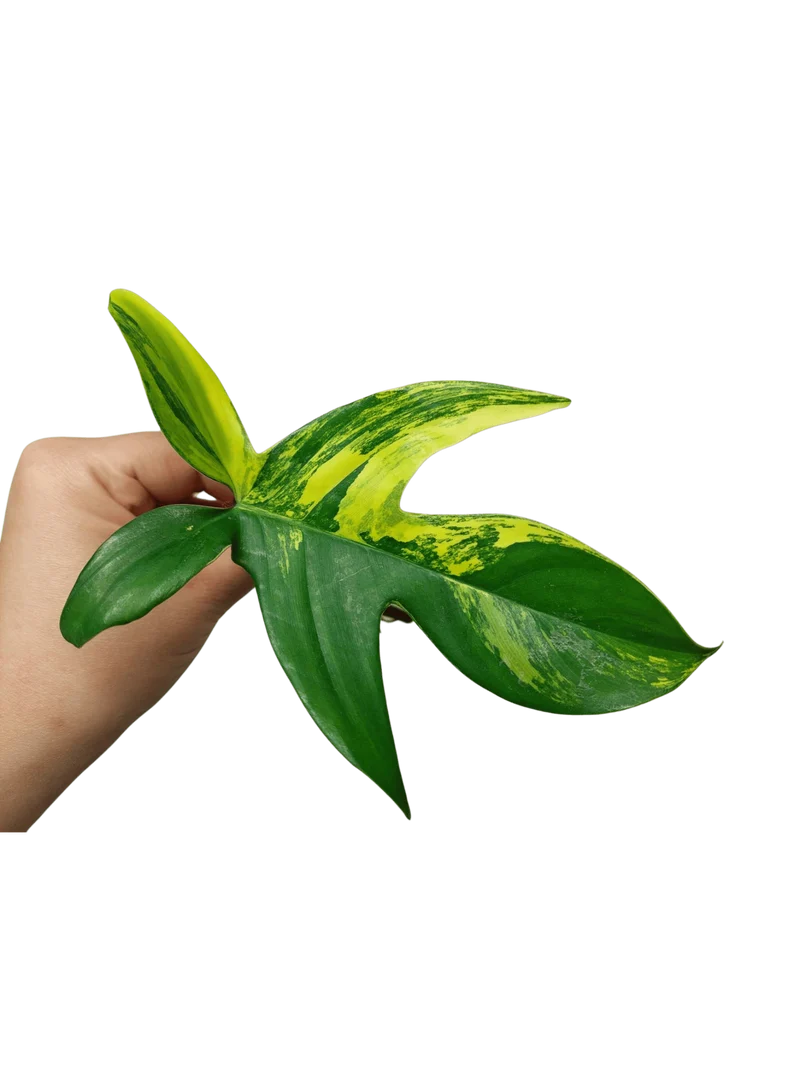 Philodendron Florida Beauty Steckling