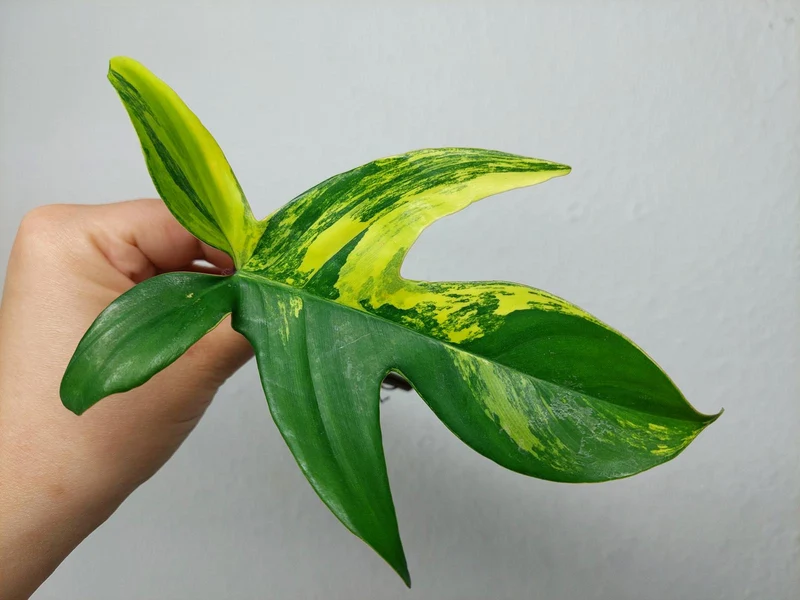 Philodendron Florida Beauty Steckling