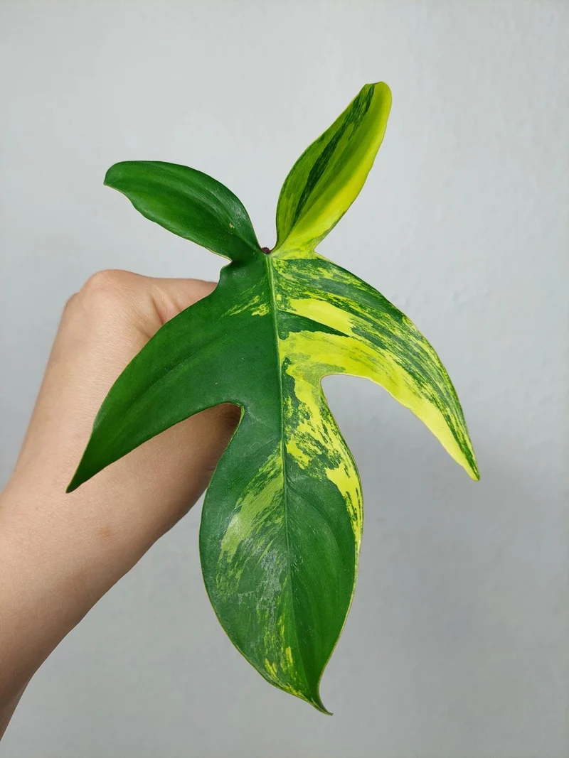 Philodendron Florida Beauty Steckling