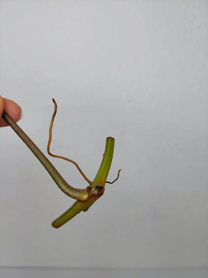 Philodendron Florida Beauty Steckling