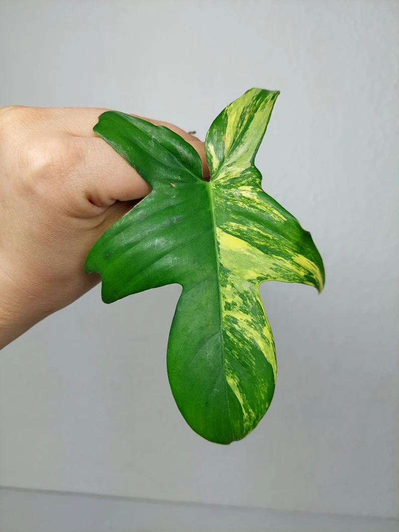 Philodendron Florida Beauty Steckling