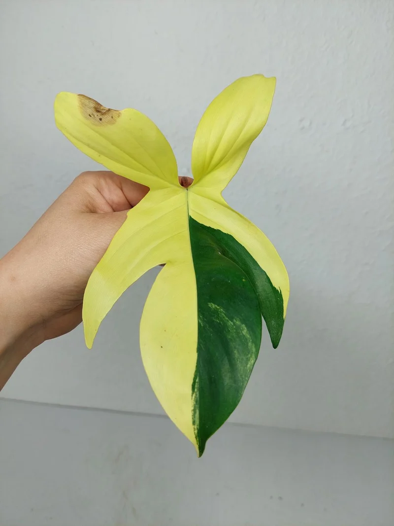 Philodendron Florida Beauty Steckling