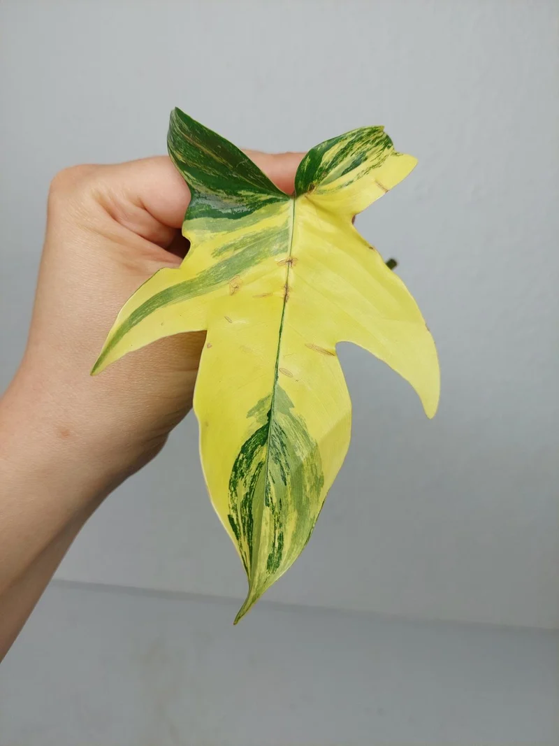 Philodendron Florida Beauty Steckling