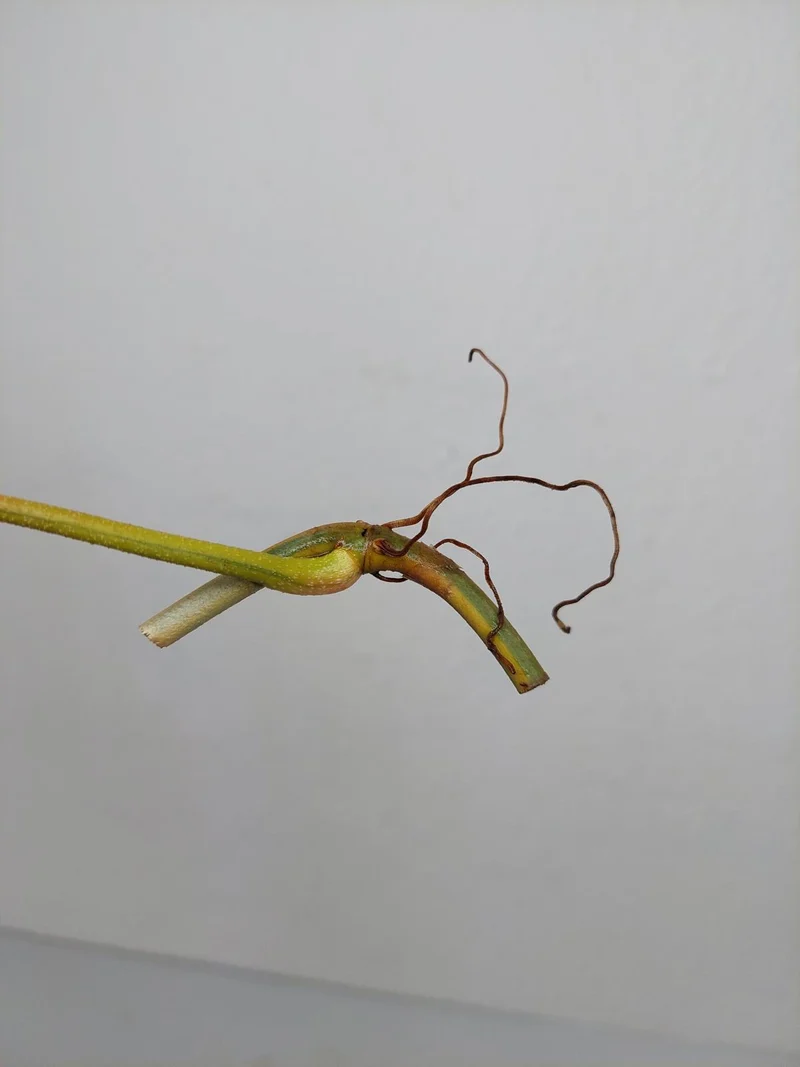 Philodendron Florida Beauty Steckling