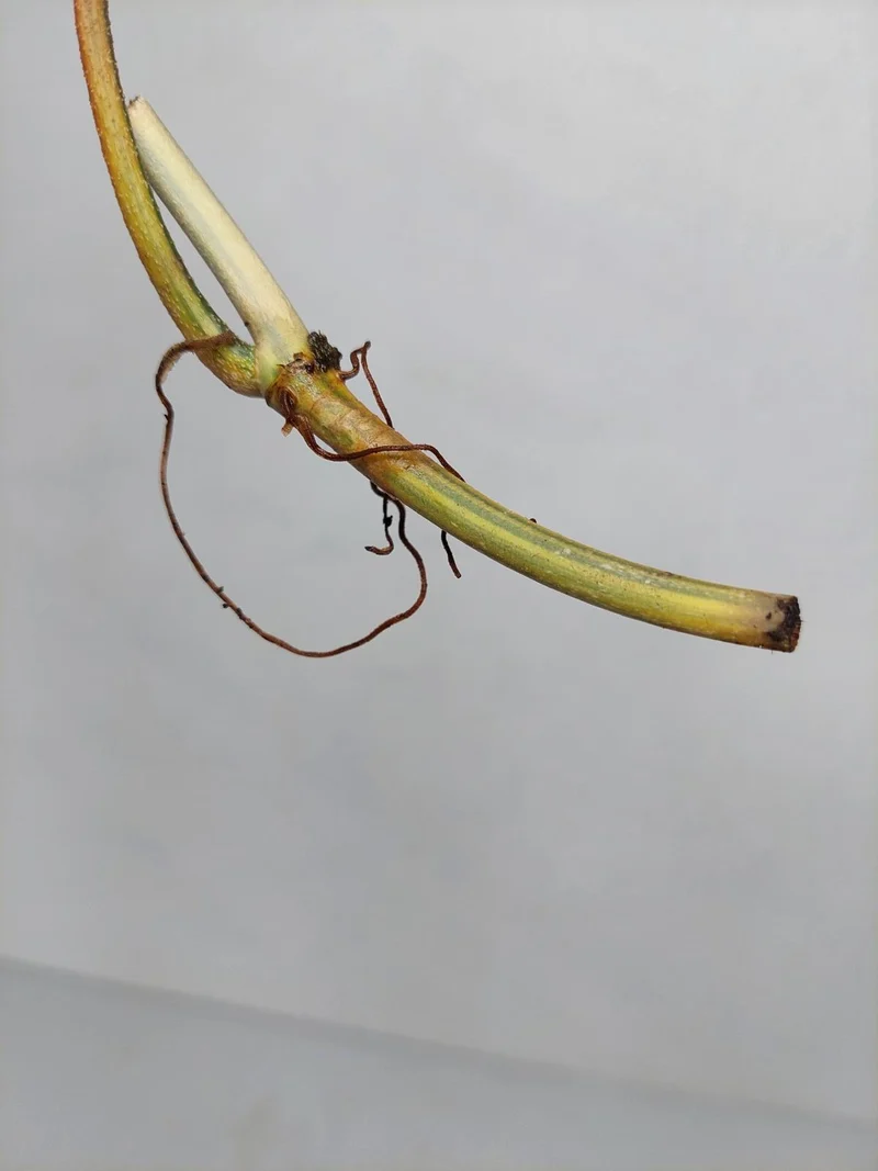 Philodendron Florida Beauty Steckling