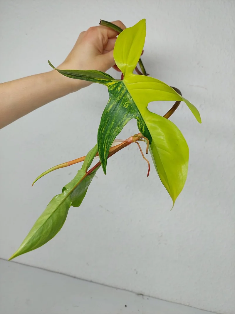 Philodendron Florida Beauty Steckling