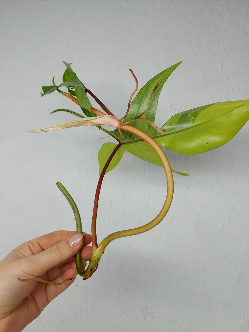 Philodendron Florida Beauty Steckling