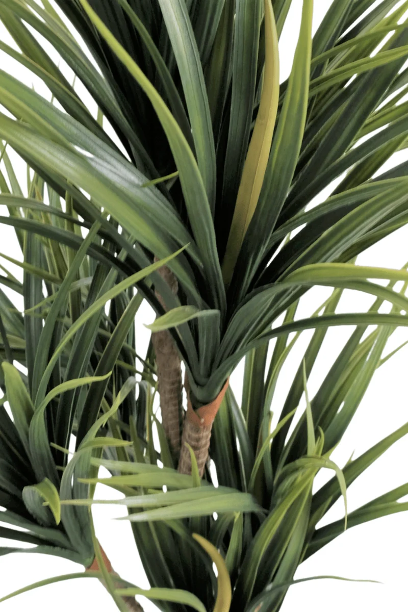 Dracaena Kunstpflanze 170cm