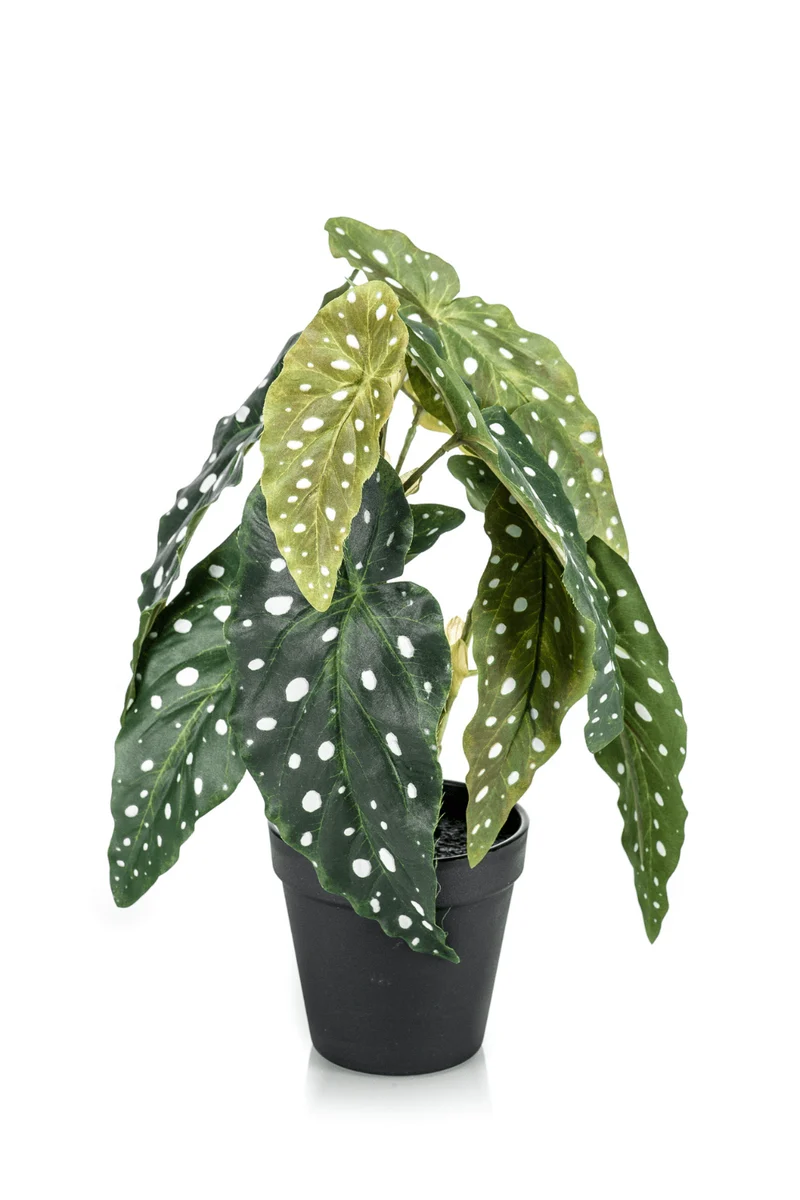 Begonia Maculata Kunstpflanze 30cm