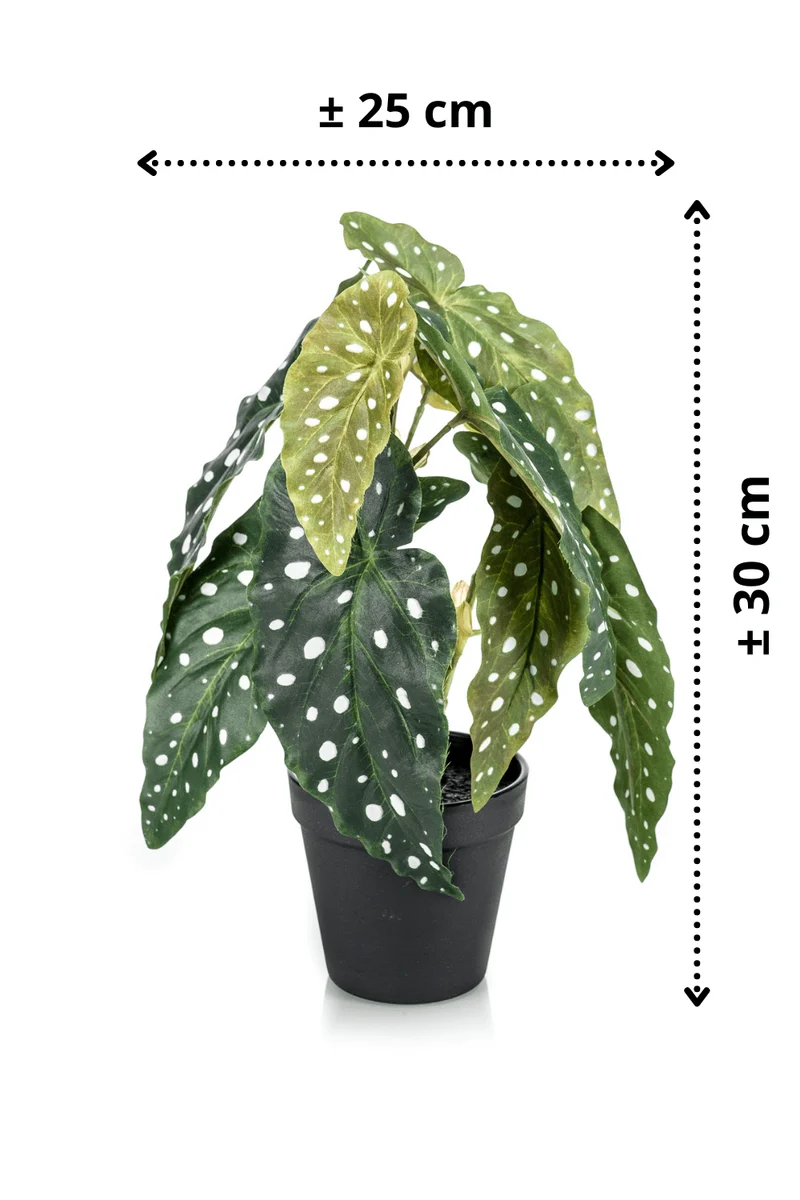 Begonia Maculata Kunstpflanze 30cm