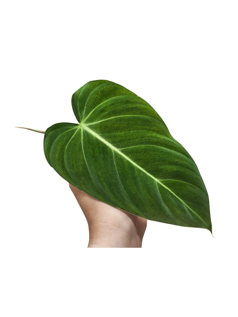 Philodendron Glorious Steckling