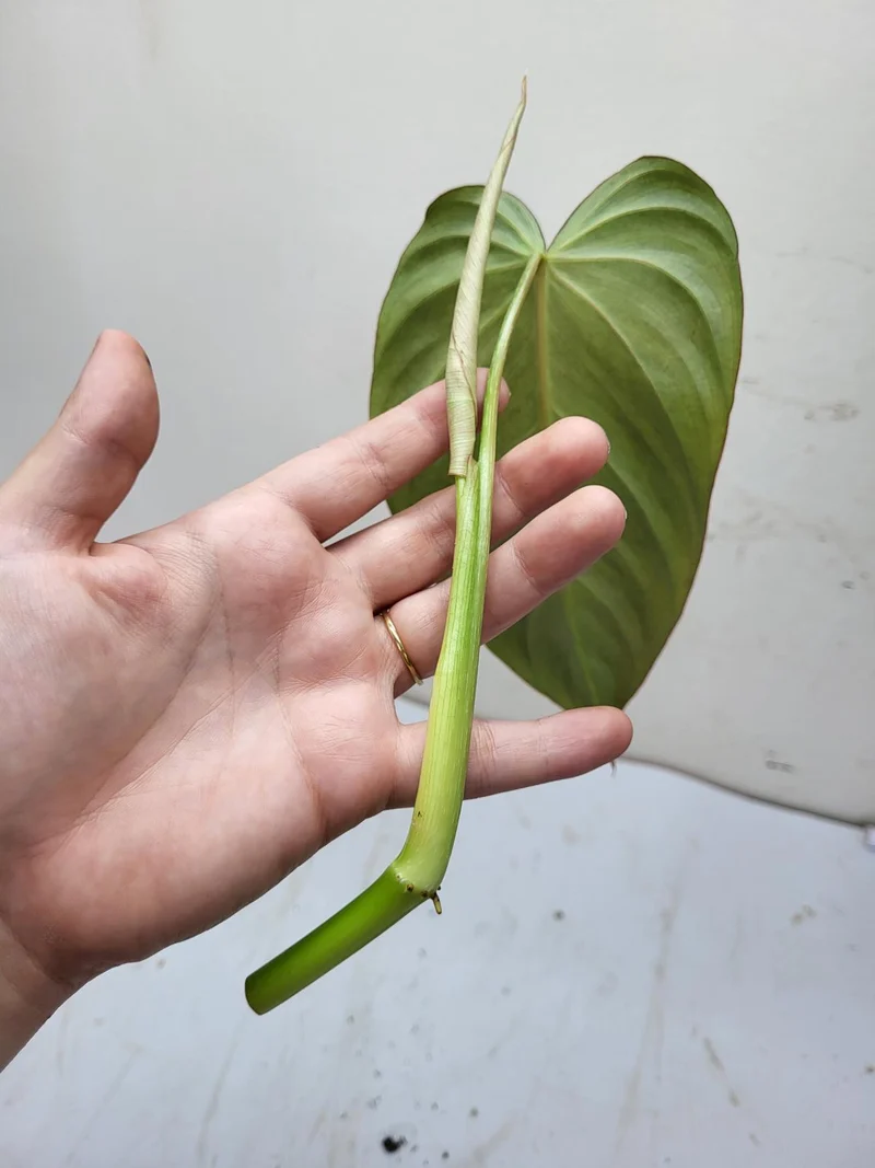 Philodendron Glorious Steckling